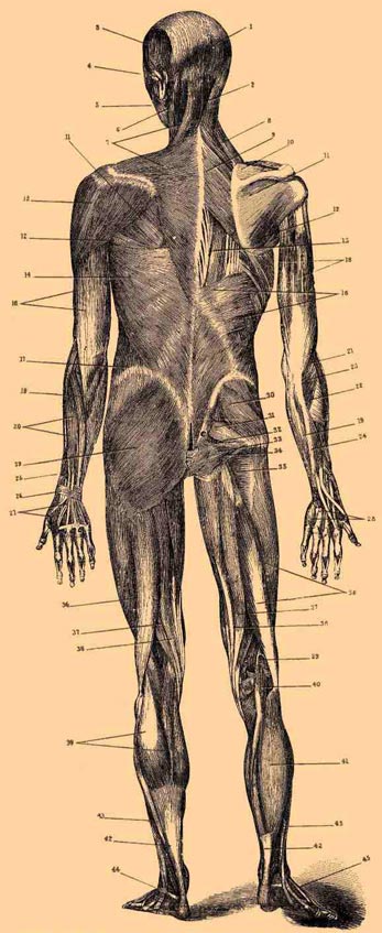 Мышцы человека. Вид сзади
