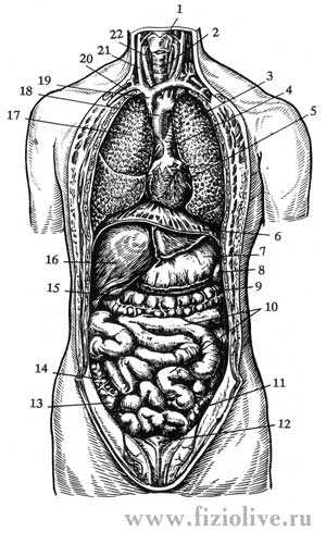 Схема расположения органов грудной и брюшной полостей человека