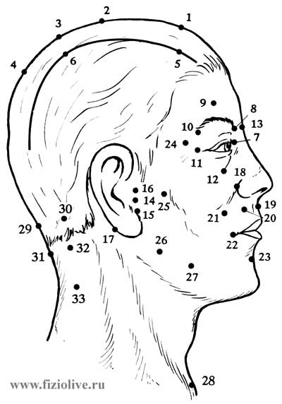 Основные БАТ на голове и шее