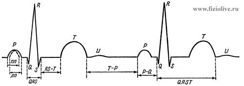 Diagram of a normal electrocardiogram
