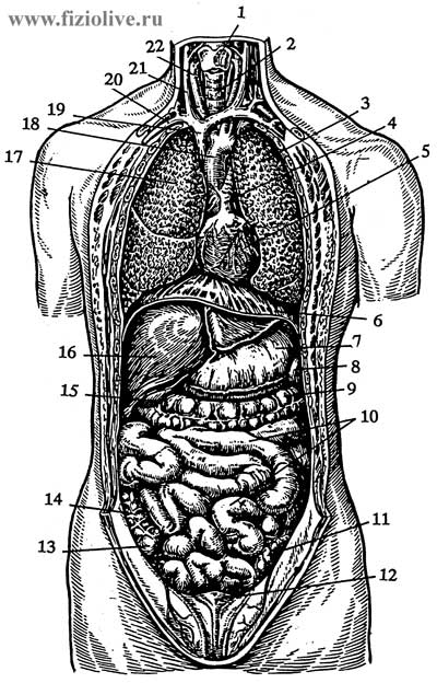 The bodies of the thoracic and abdominal cavities