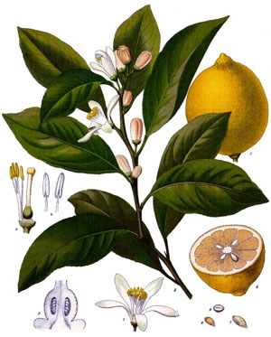 лимон ботаническое