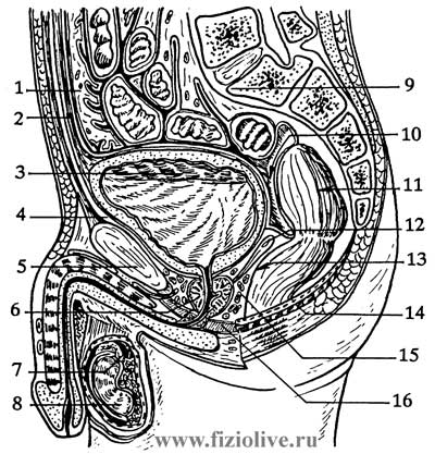 Срединный разрез мужского таза - половые органы мужчин