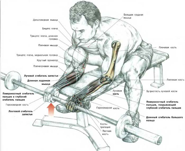 Bending the wrist while sitting with barbell