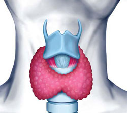 Симптомы гипотиреоза щитовидной железы