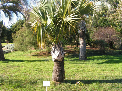 Пальма капустная – разновидность тропической пальмы