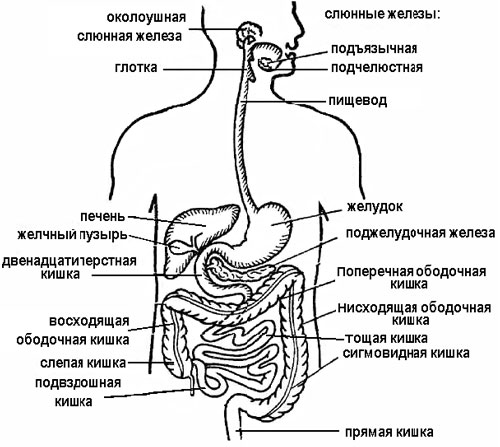 Пищеварительные органы