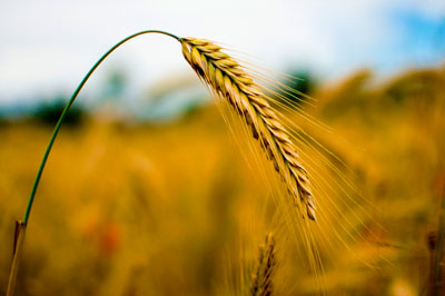Азотистые удобрения под пшеницу