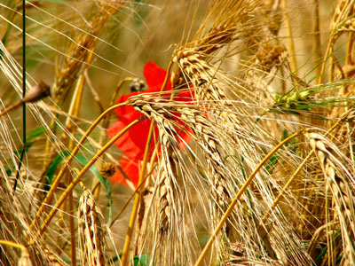 Прополка сорной травы полезна для пшеницы