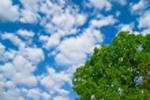 облака на фоне дерева