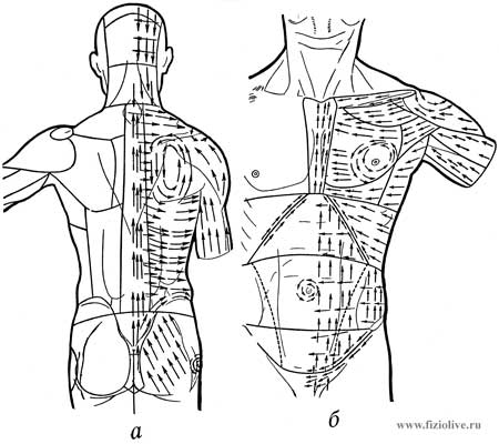 Схема движения игольчатых вибратодов на спине и груди