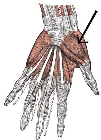 Короткая мышца, отводящая большой палец кисти отмечена стрелкой
