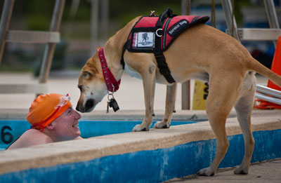 Служебная собака у бассейна с инвалидом