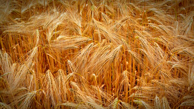 Почвы, наиболее пригодные для посева пшеницы
