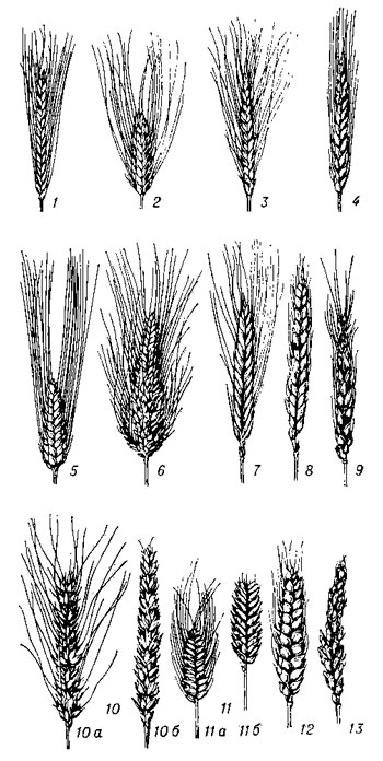 Различия пшеницы по сортам