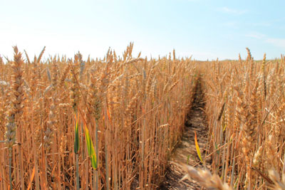 Площадь посевов и сбор пшеницы