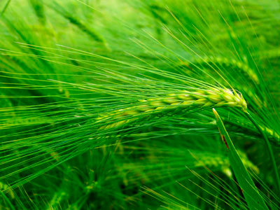 Влага, требуемая пшенице для нормального роста